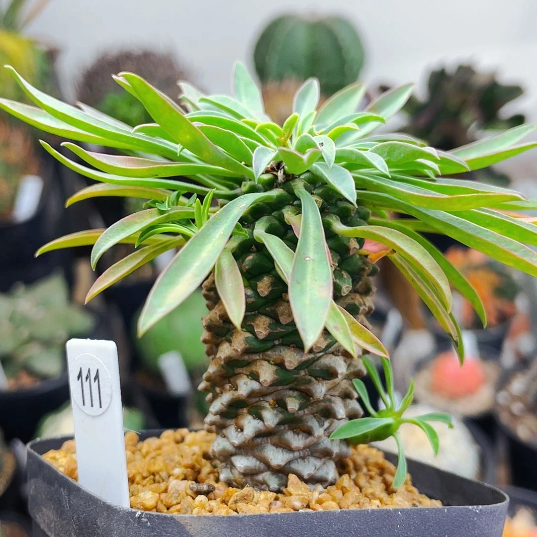 仙人球仙人球仙人球