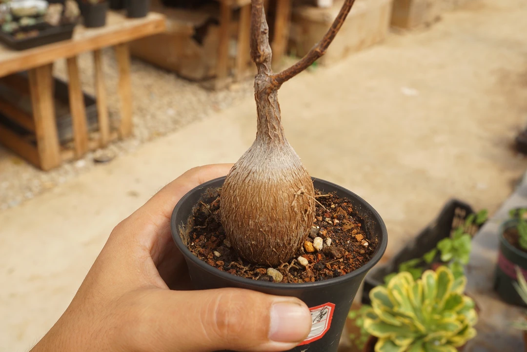 锁石多肉紫背萝藦裸根发货不带盆土