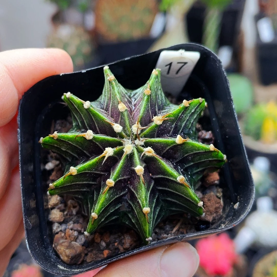 仙人球仙人球仙人球