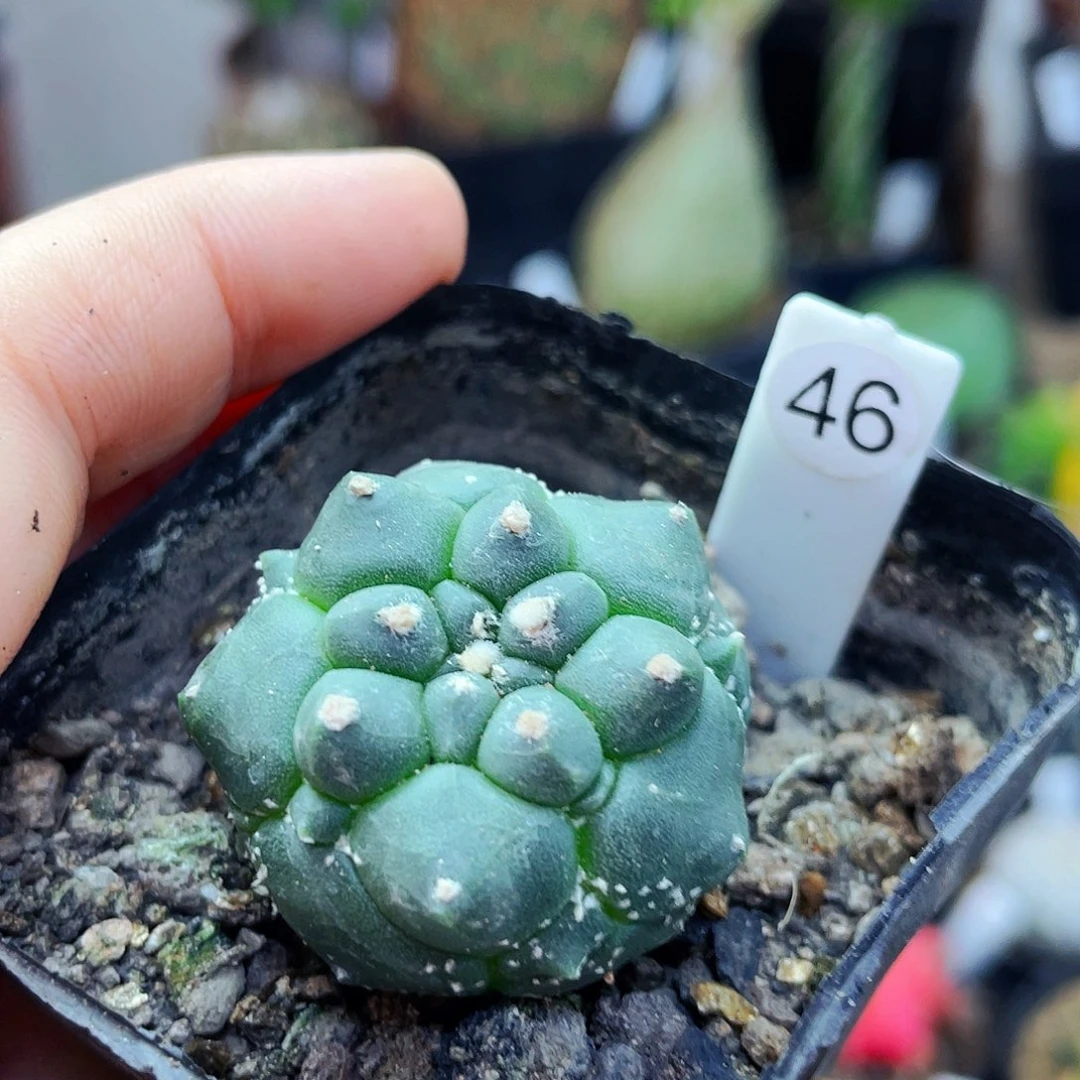 仙人球仙人球仙人球