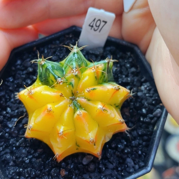 乌**。仙人球仙人球仙人球