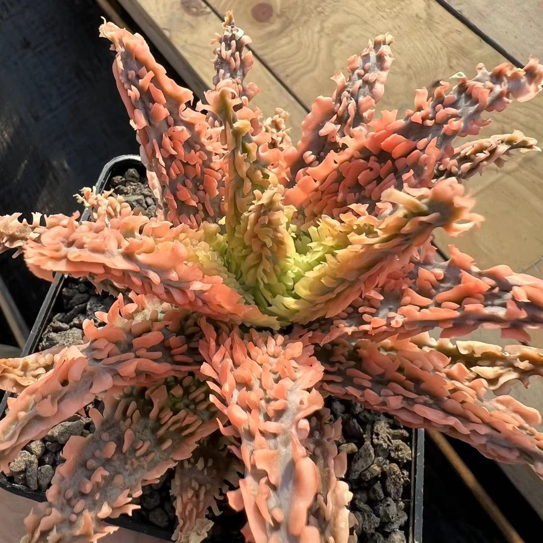 超级芦荟图一母本，图二拍品量拍