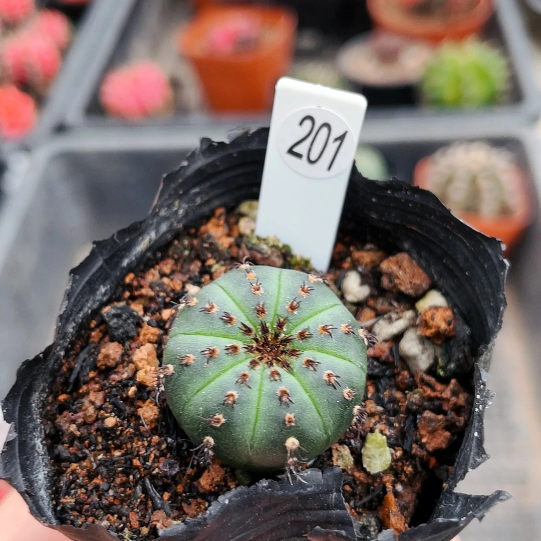 非偏远地区满25包邮仙人球