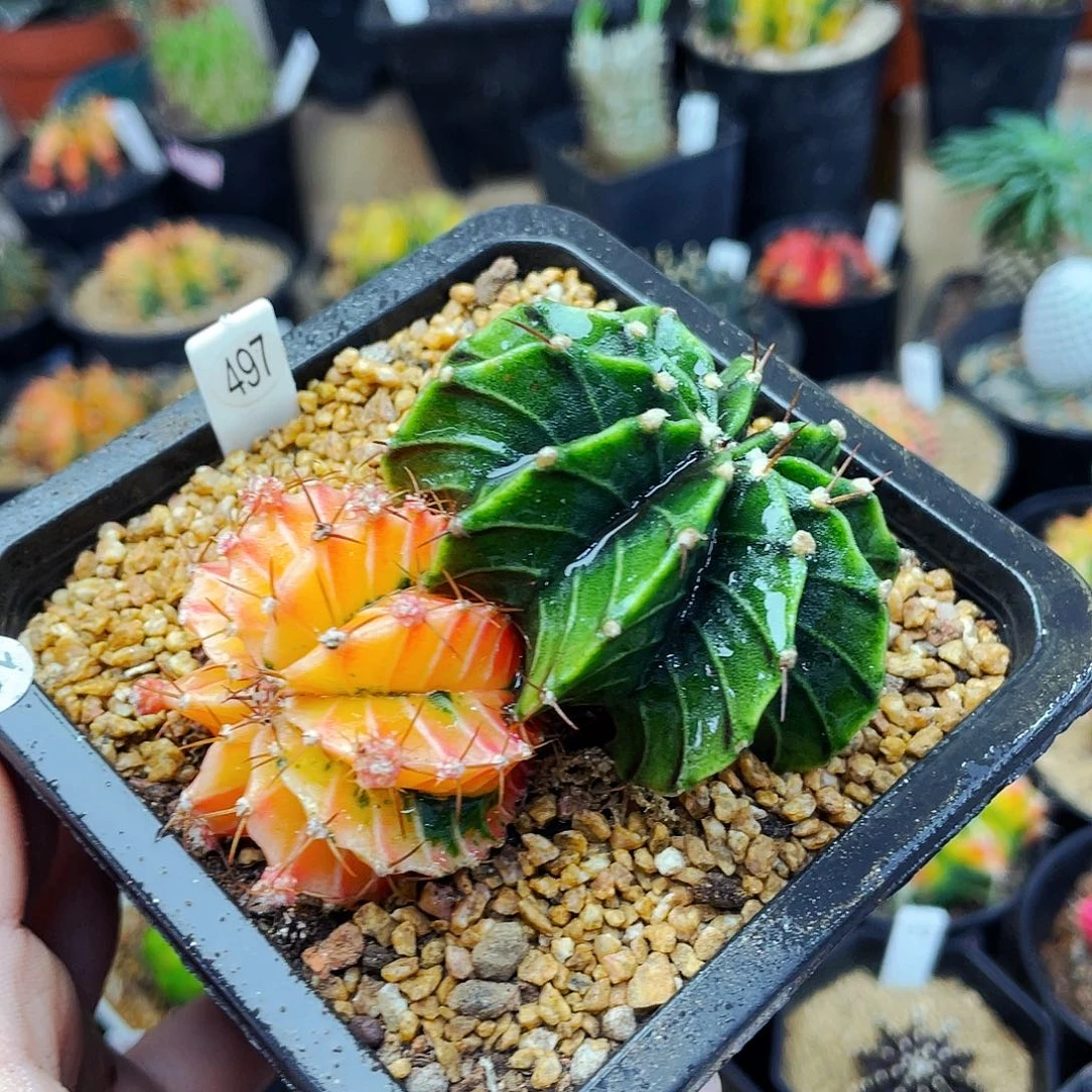 非偏远地区25包邮仙人球