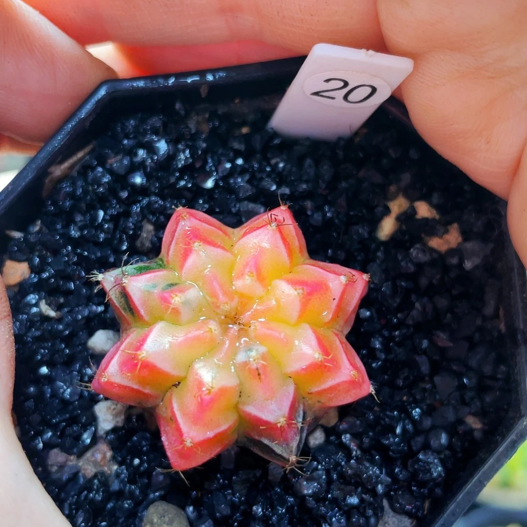 仙人球仙人球仙人球