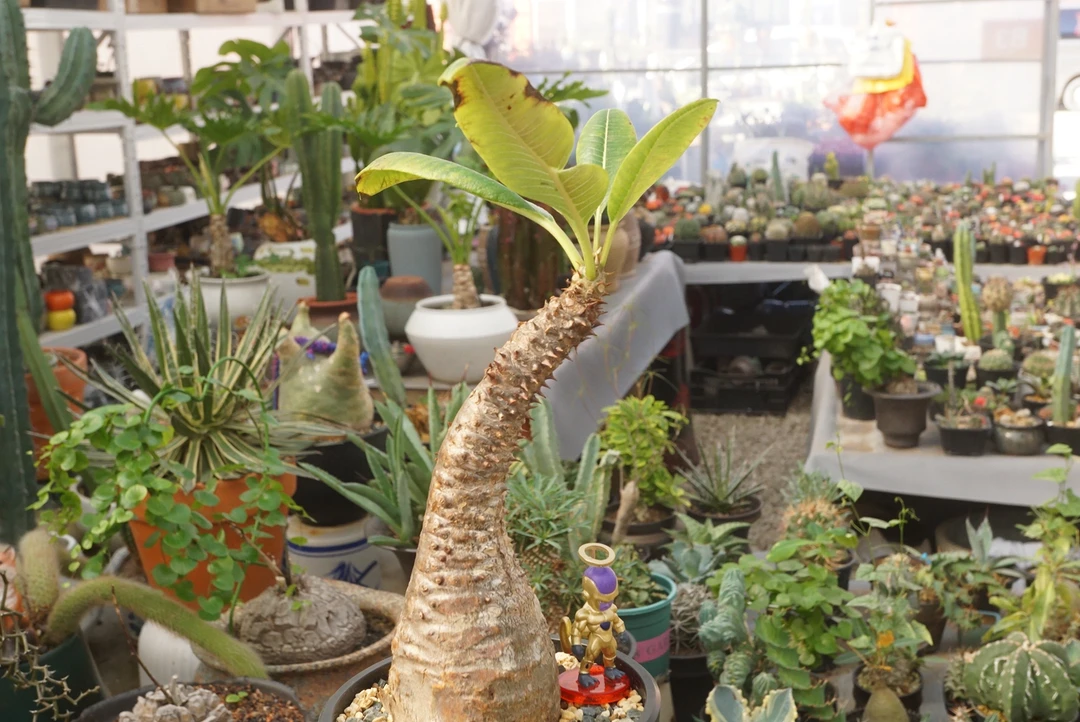 锁石多肉巴氏棒槌