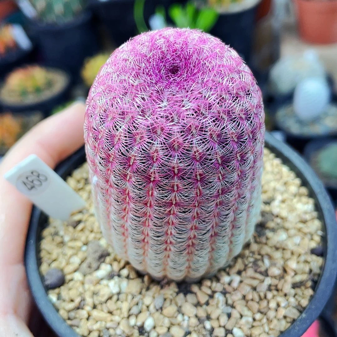 仙人球非偏远地区满25包邮