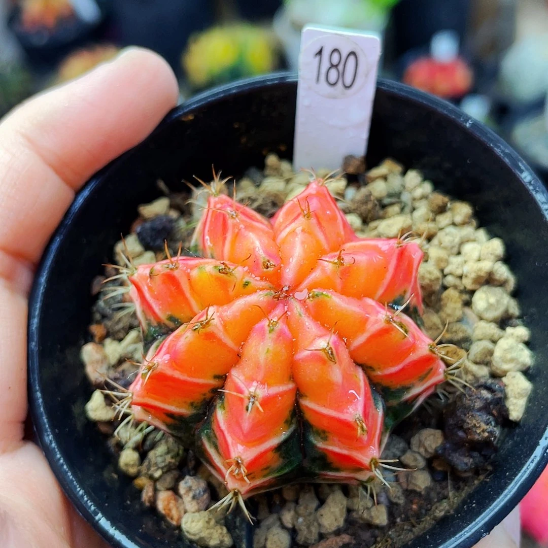 非偏远地区满25包邮仙人球