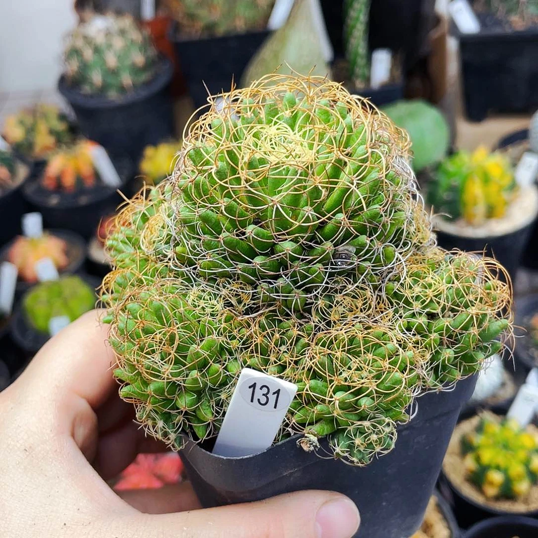 仙人球仙人球仙人球