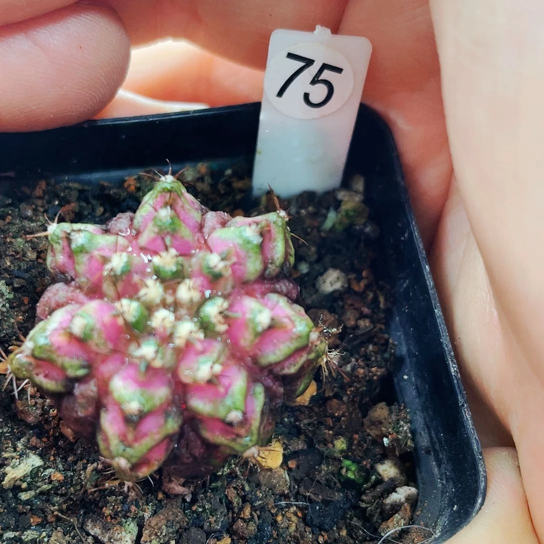 大**垠仙人球仙人球仙人球