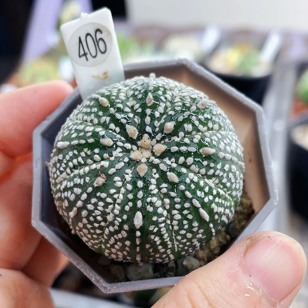 仙人球仙人球仙人球