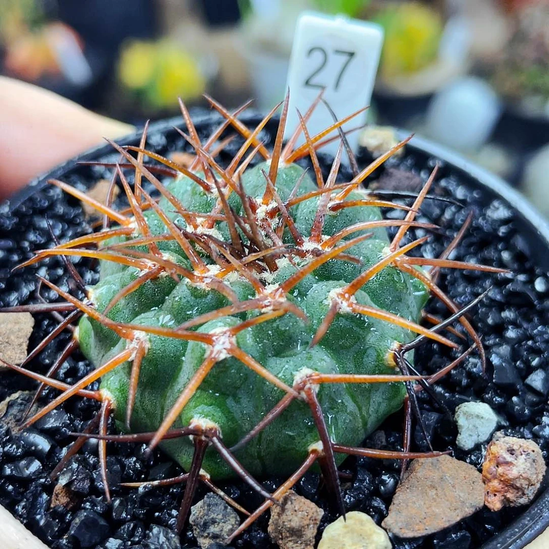 非偏远地区满25包邮仙人球