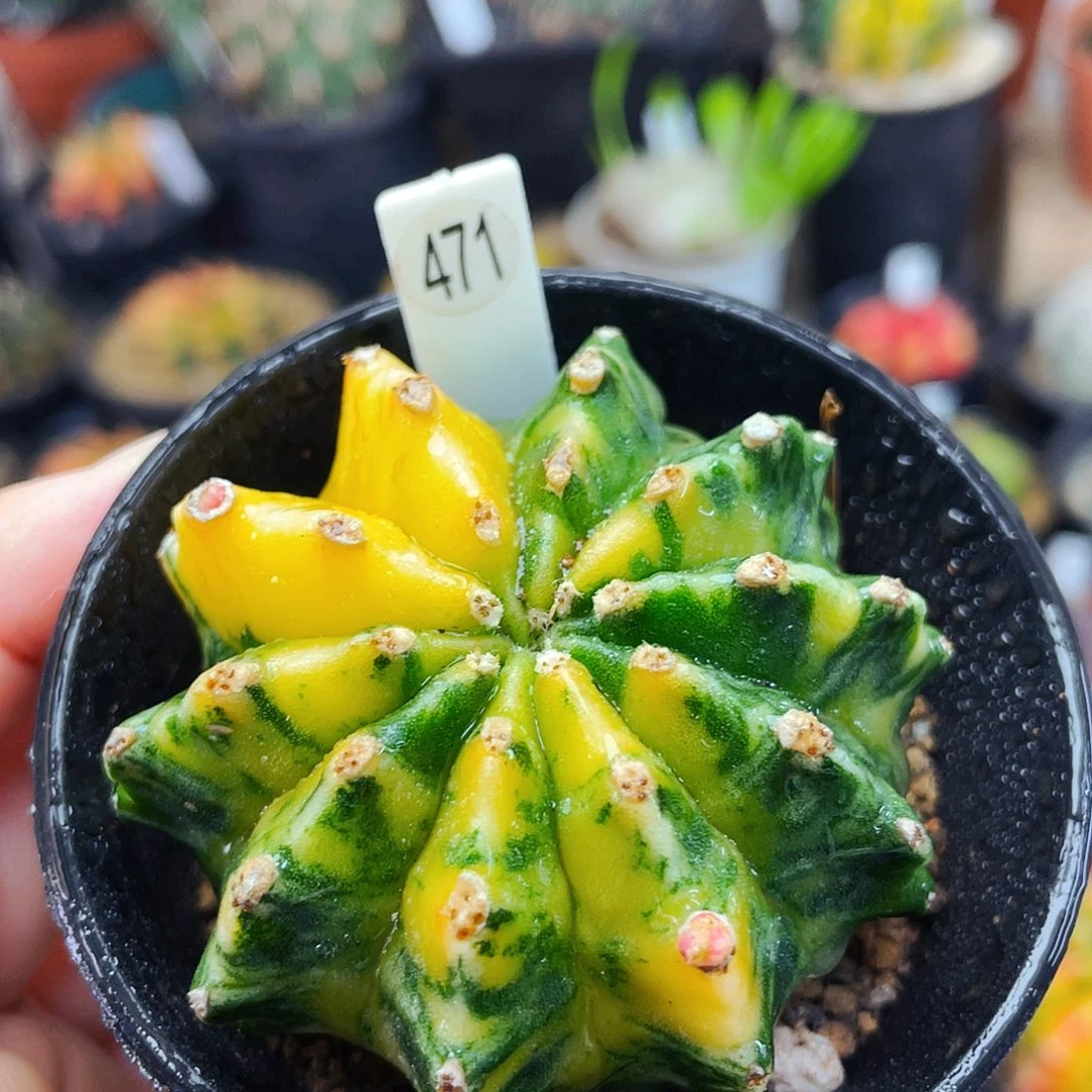 非偏远地区25包邮仙人球