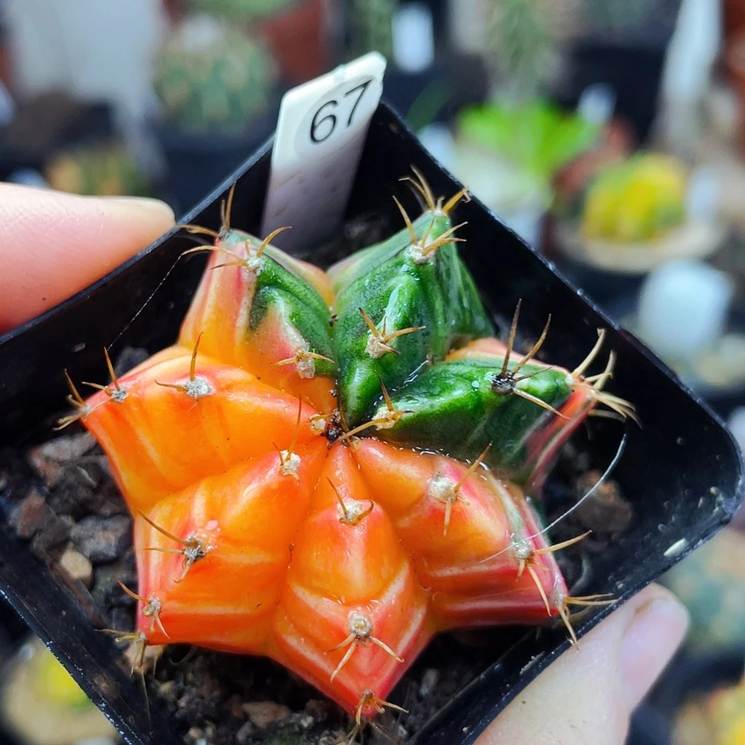 非偏远地区满25包邮仙人球