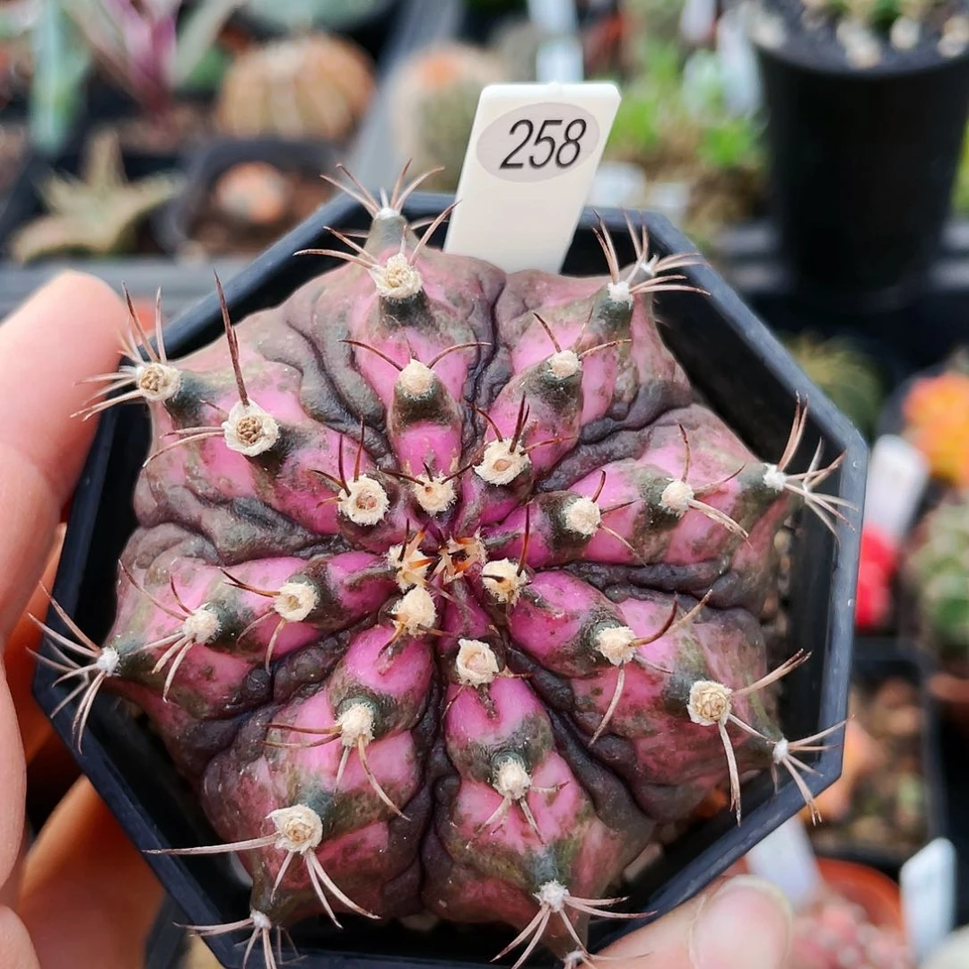 非偏远地区满25包邮仙人球