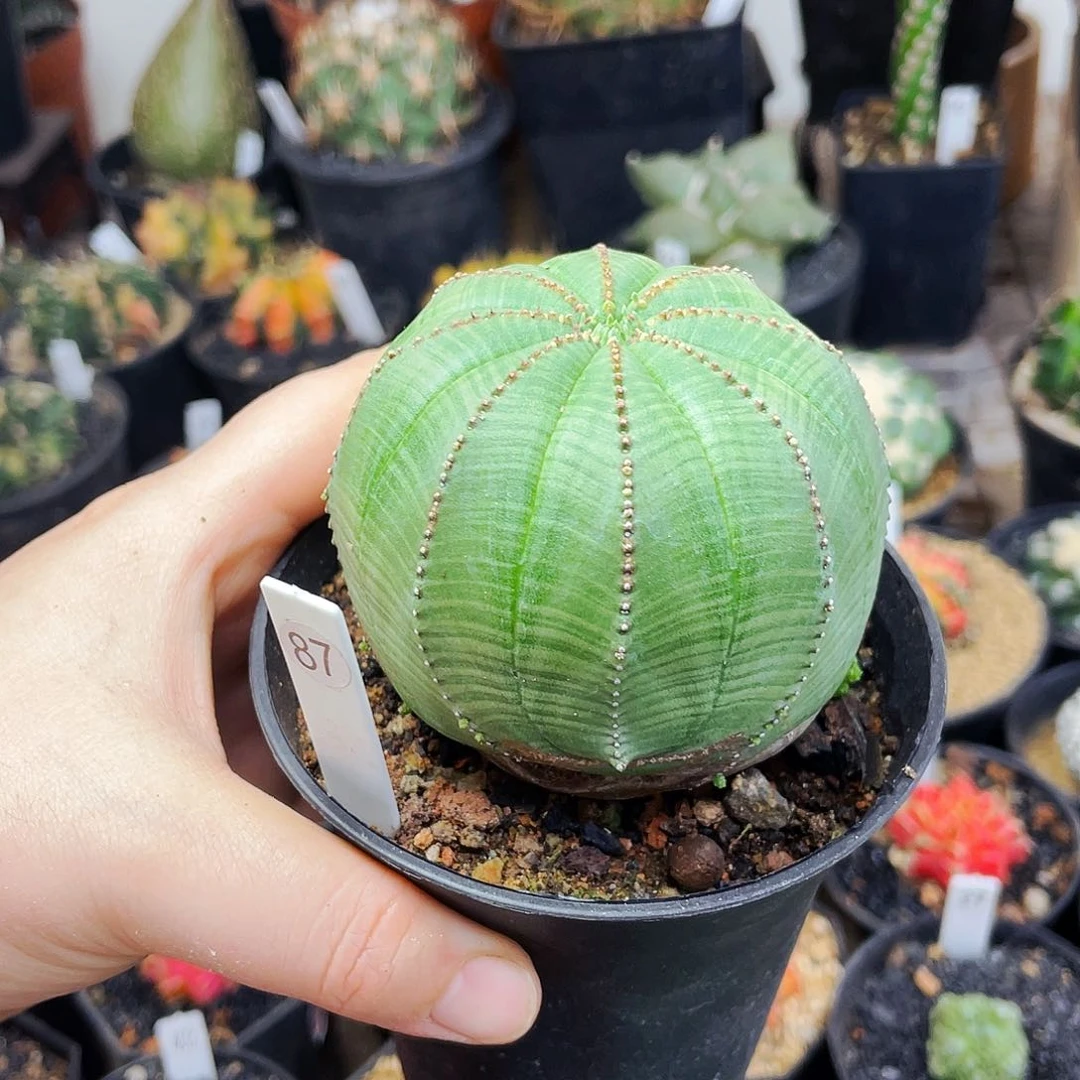 瑕疵仙人球仙人球仙人球