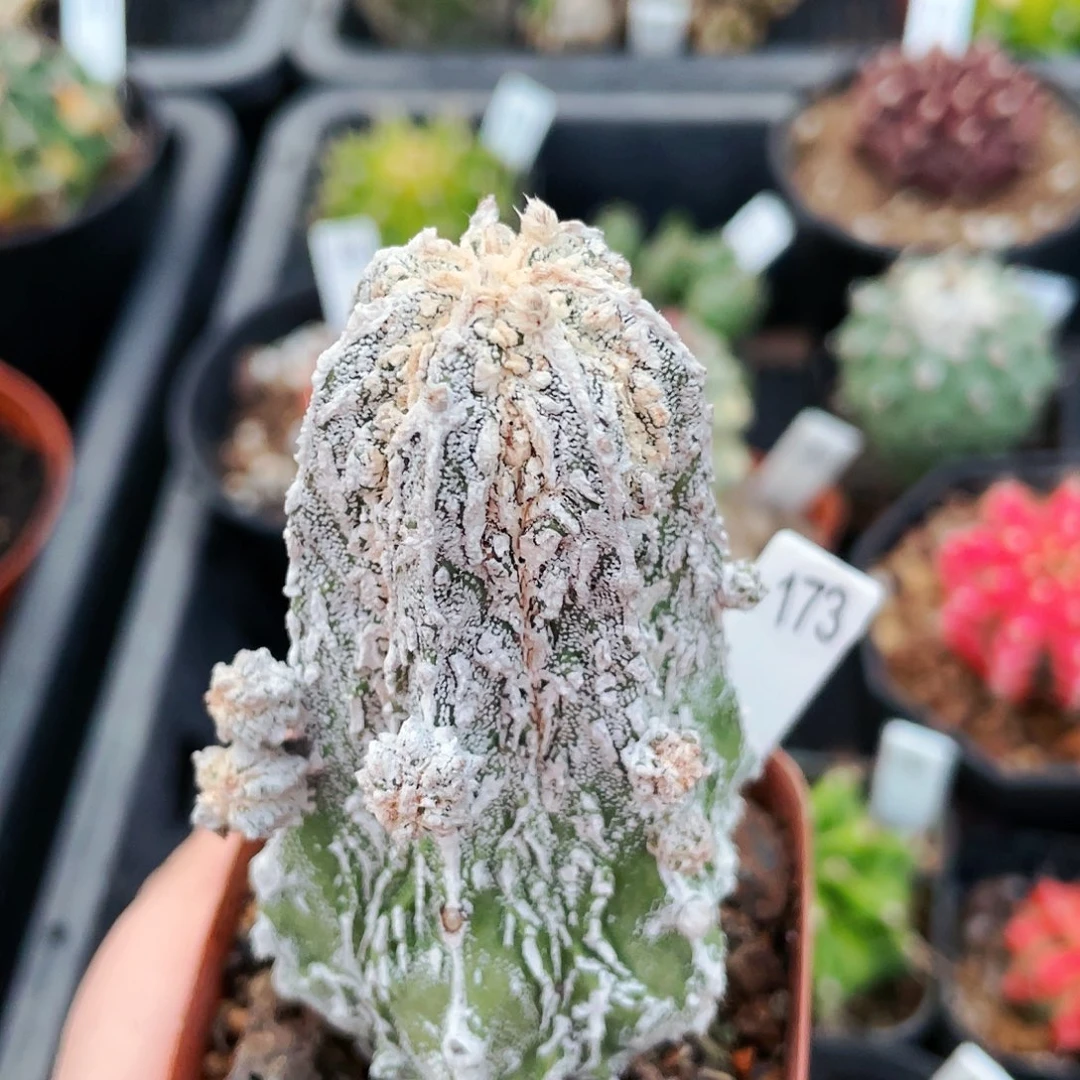 非偏远地区满25包邮仙人球