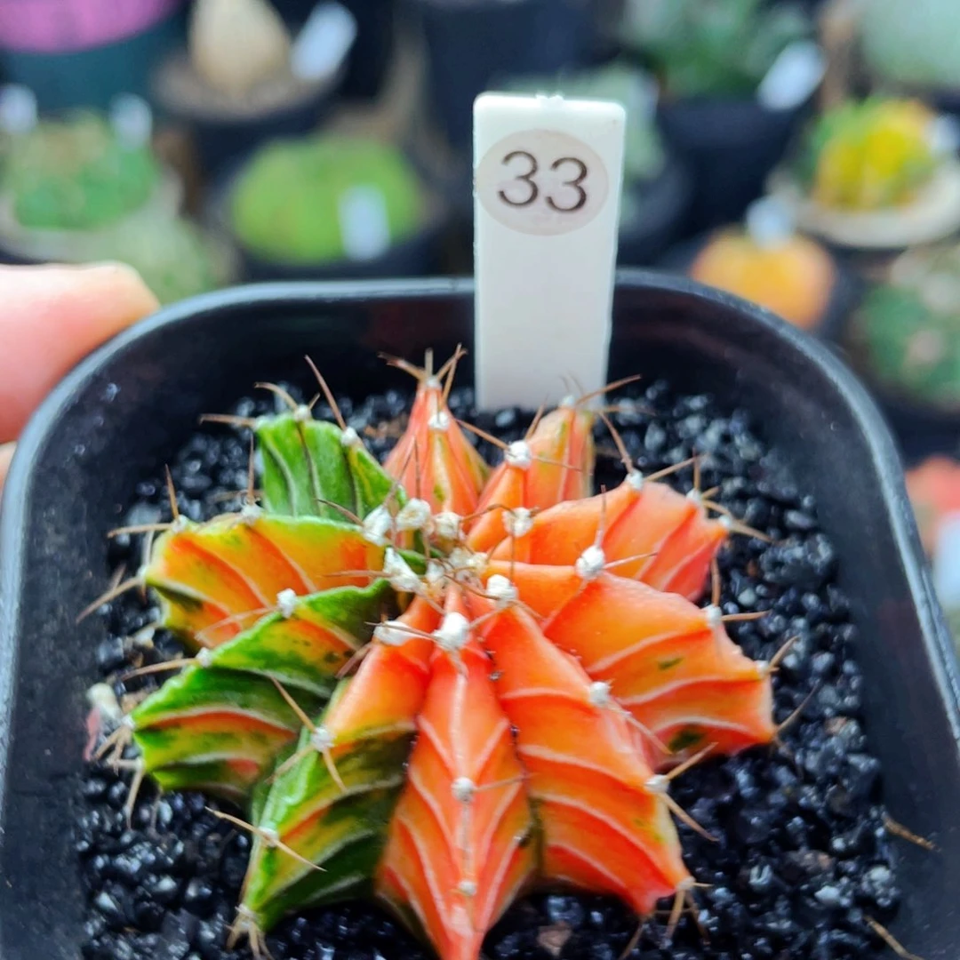 仙人球仙人球仙人球