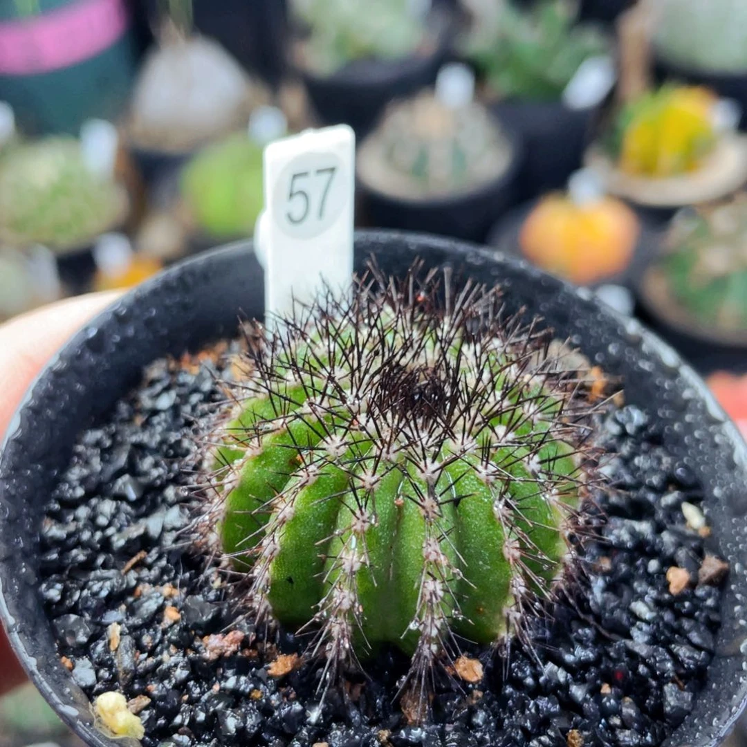 仙人球仙人球仙人球