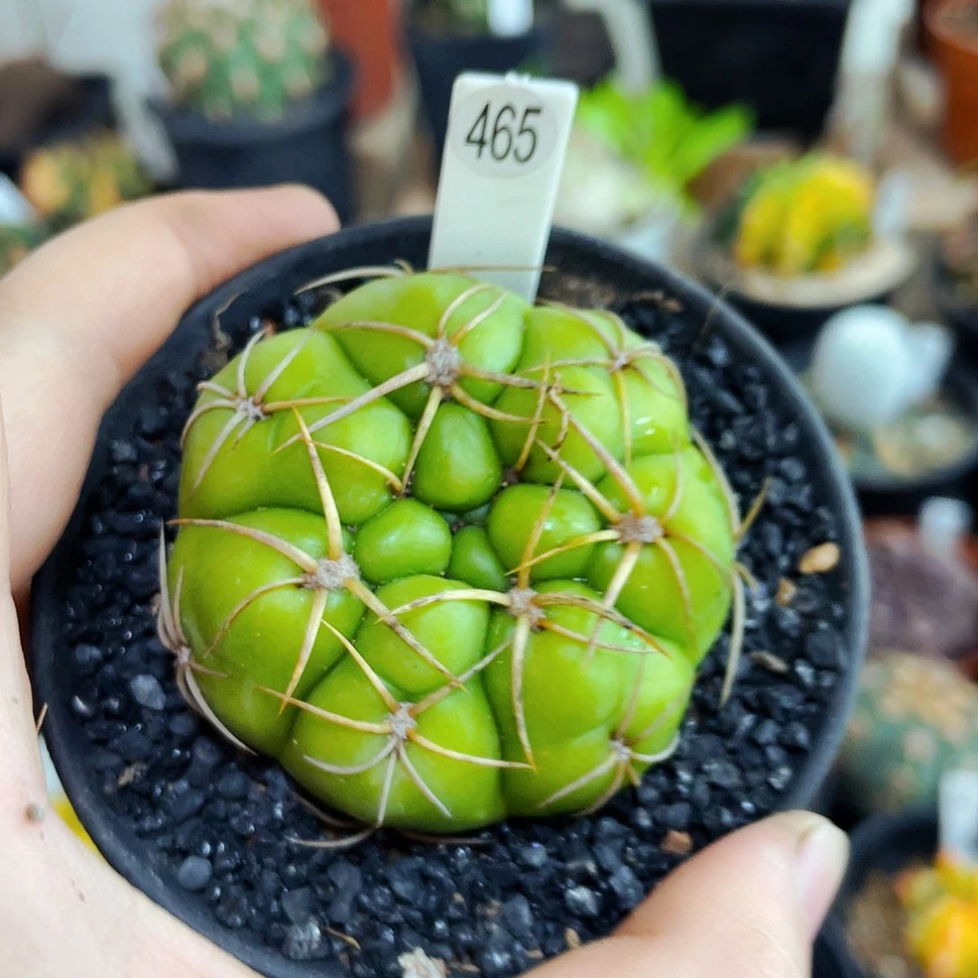 非偏远地区满25包邮