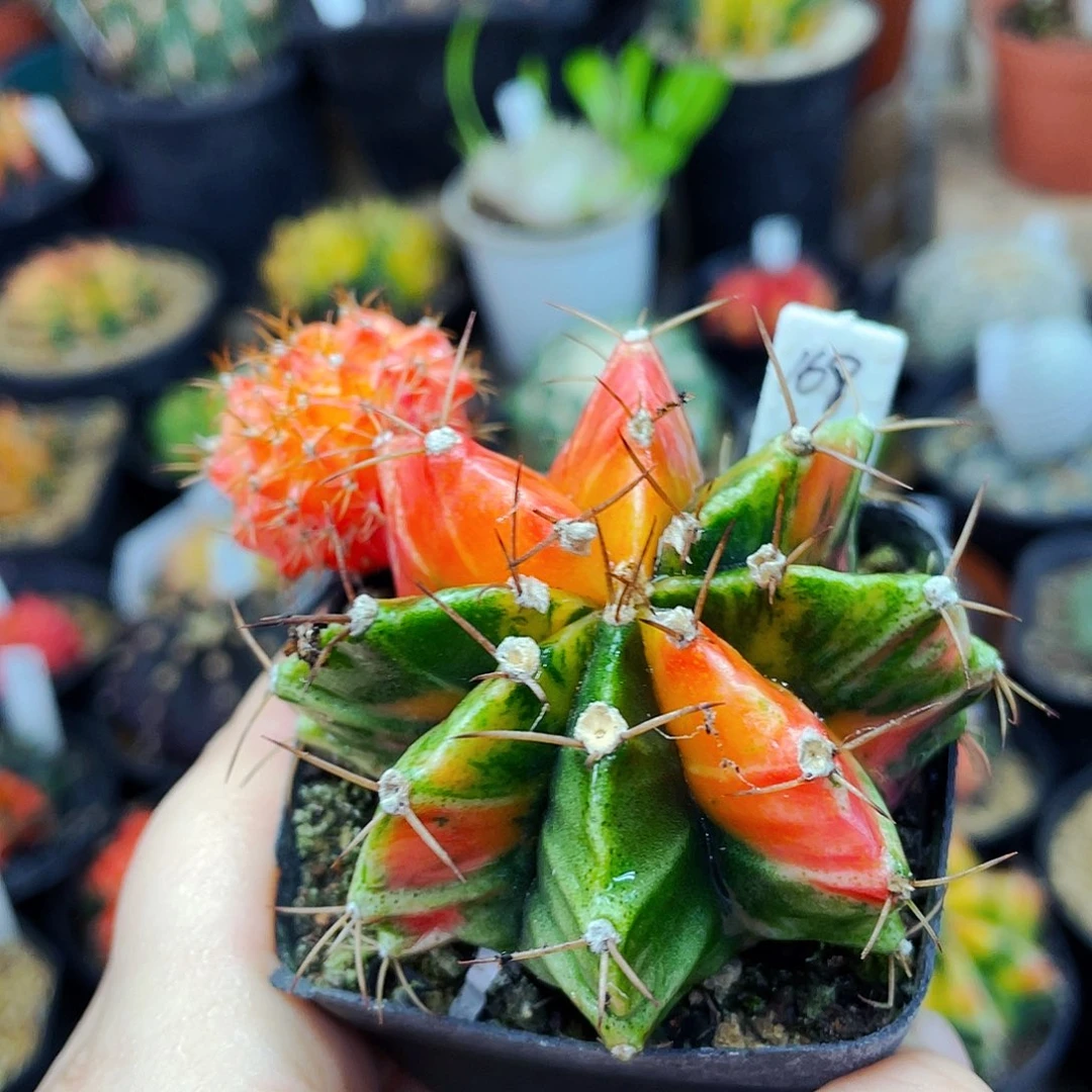 仙人球非偏远地区满25包邮