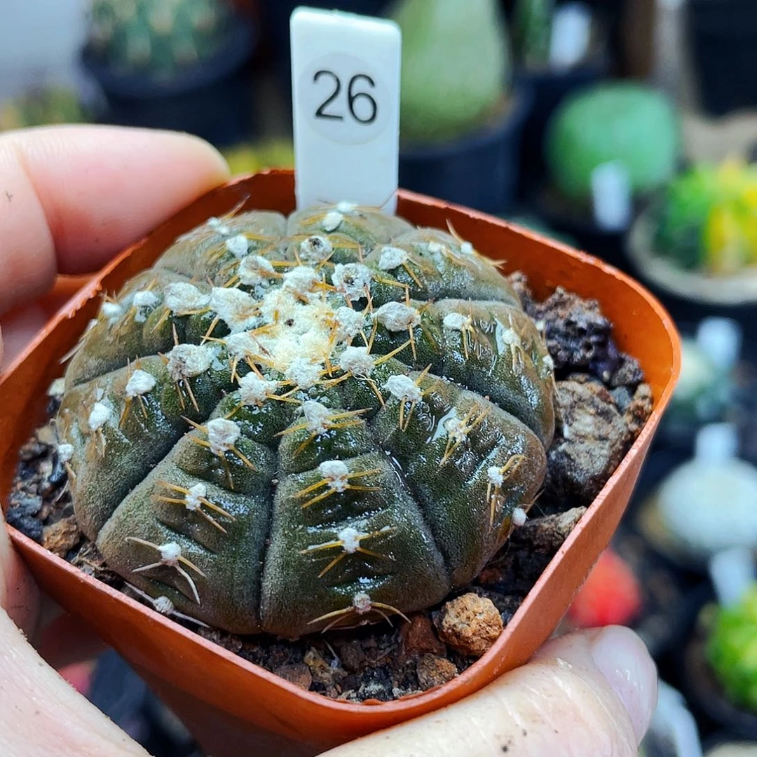 仙人球仙人球仙人球