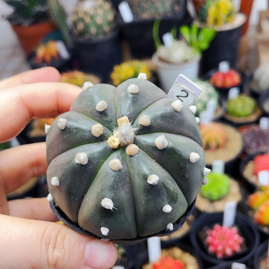 仙人球非偏远地区满25包邮