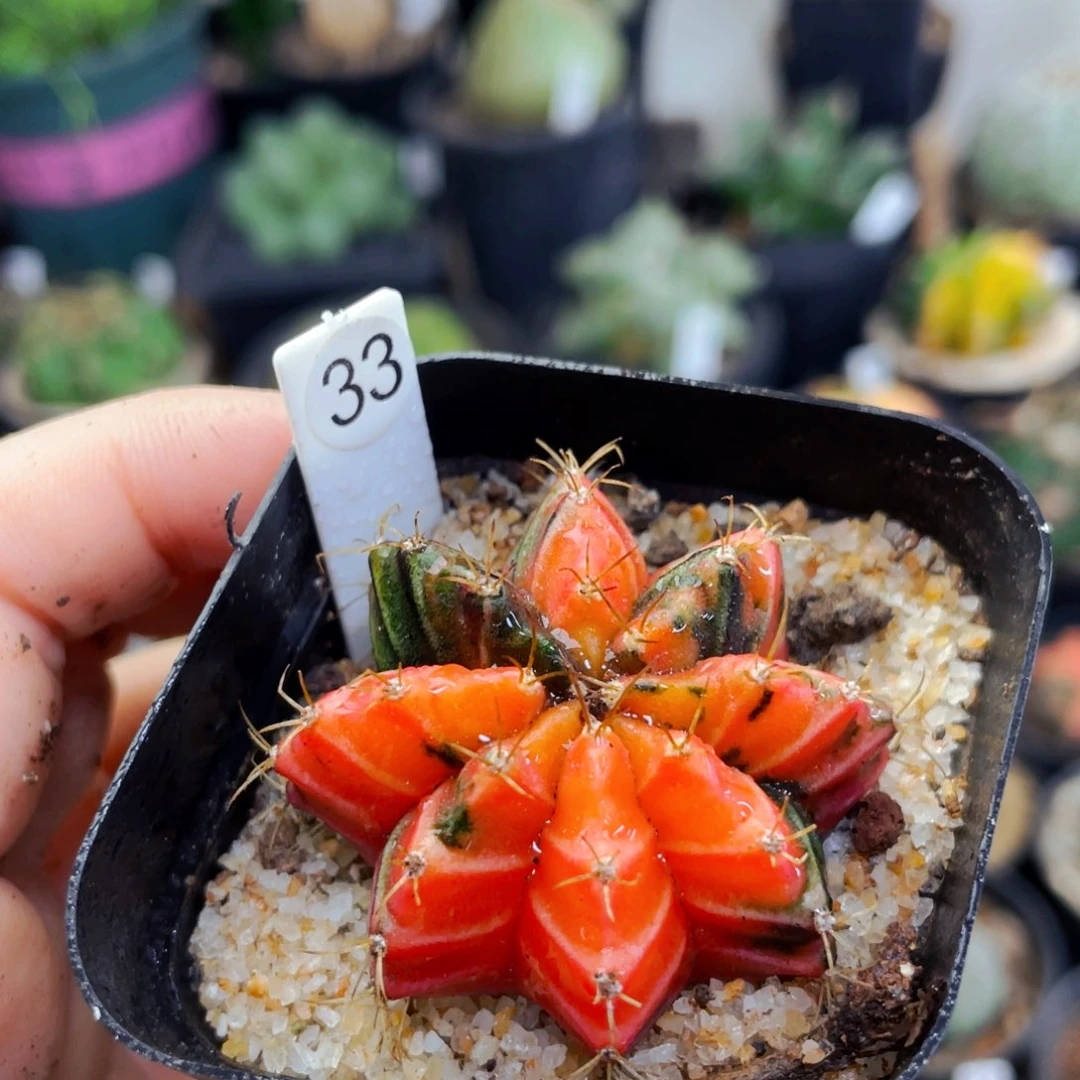 仙人球仙人球仙人球