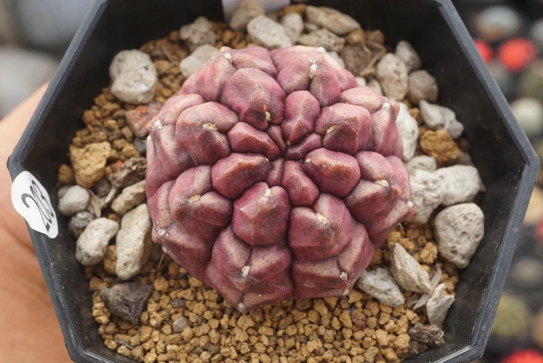 锁石多肉1号梦想4公分裸根发货不带盆土