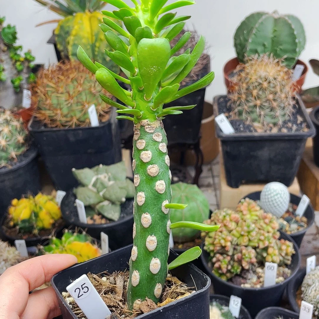 仙人球仙人球仙人球