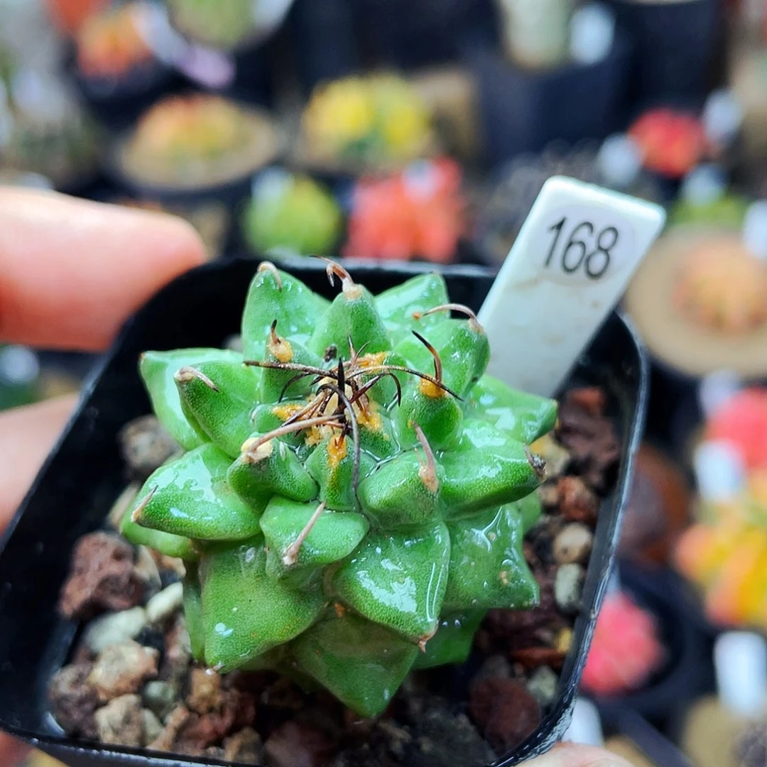 非偏远满25包邮仙人球