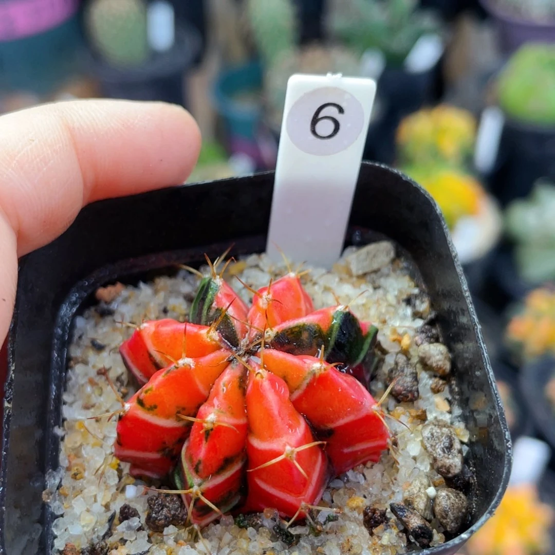 仙人球仙人球仙人球