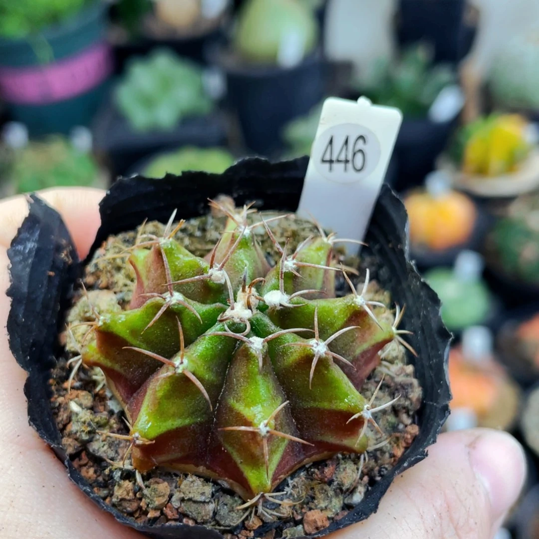 仙人球仙人球仙人球