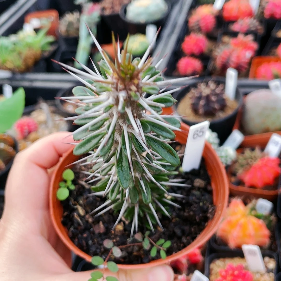 非偏远地区25包邮仙人球