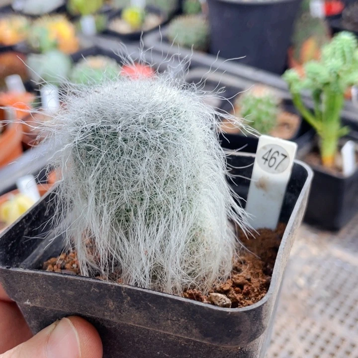 仙人球仙人球仙人球