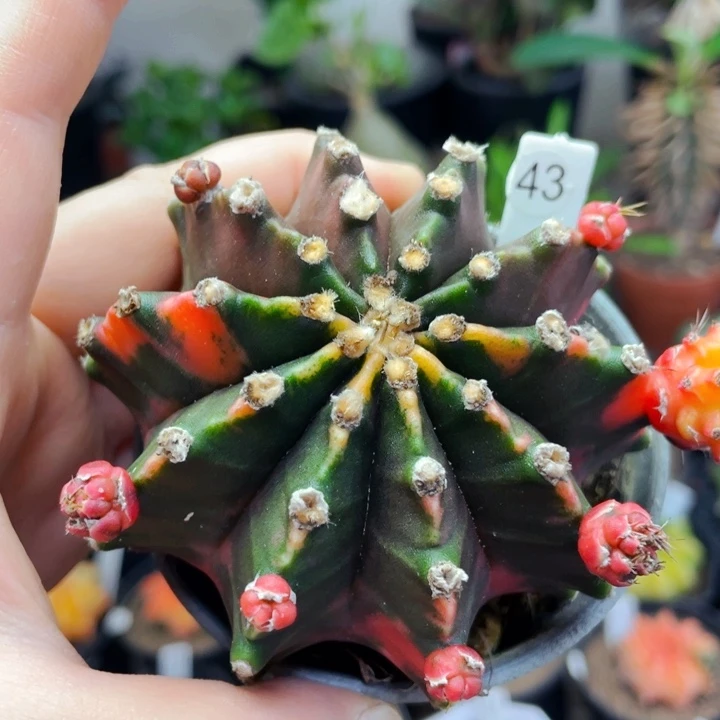 仙人球仙人球仙人球