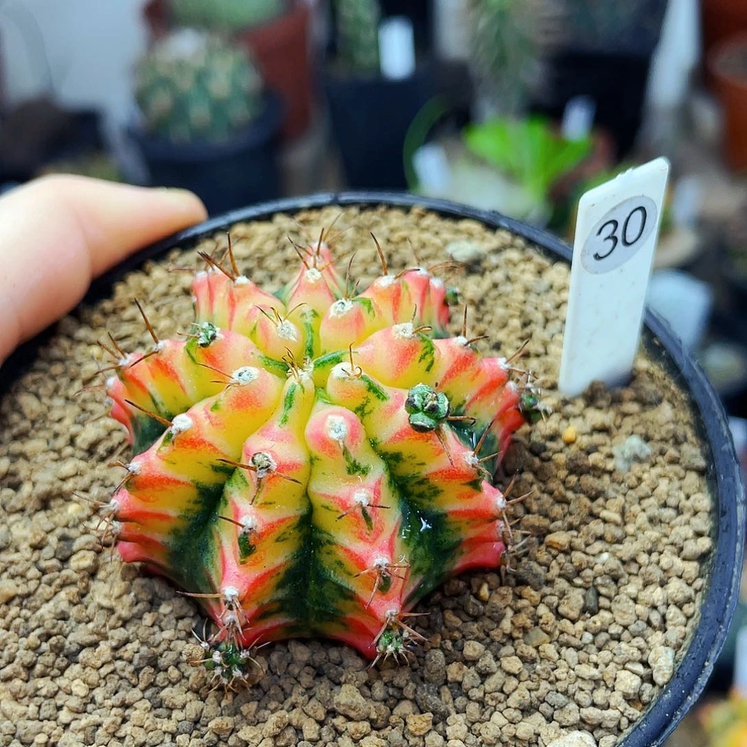 非偏远地区满25包邮仙人球