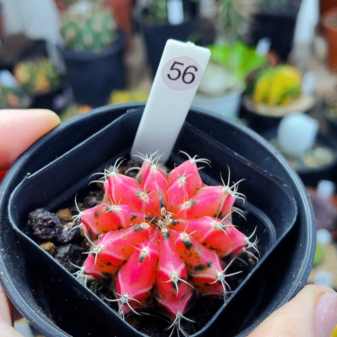 非偏远地区满25包邮仙人球