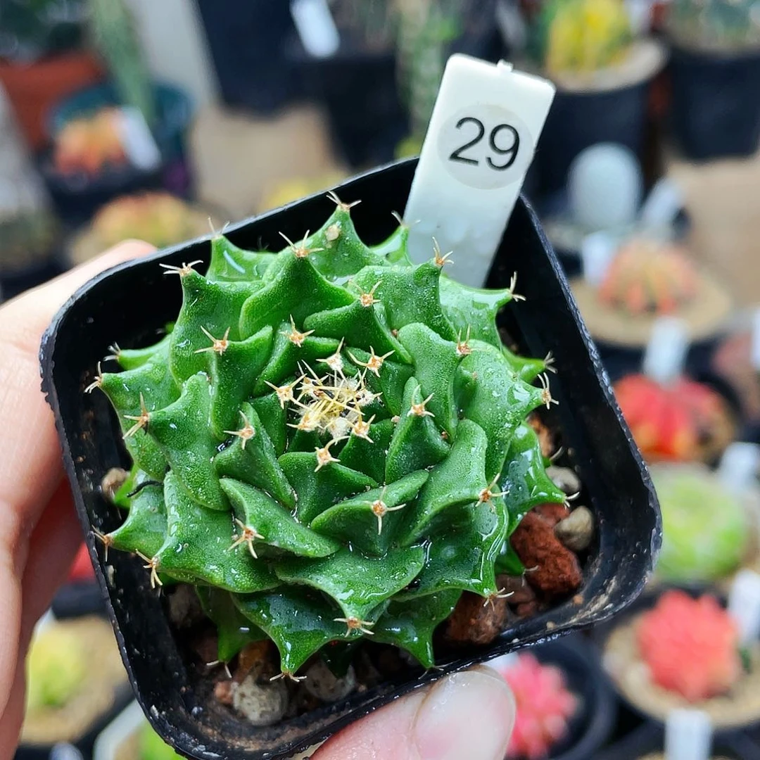 非偏远地区25包邮仙人球