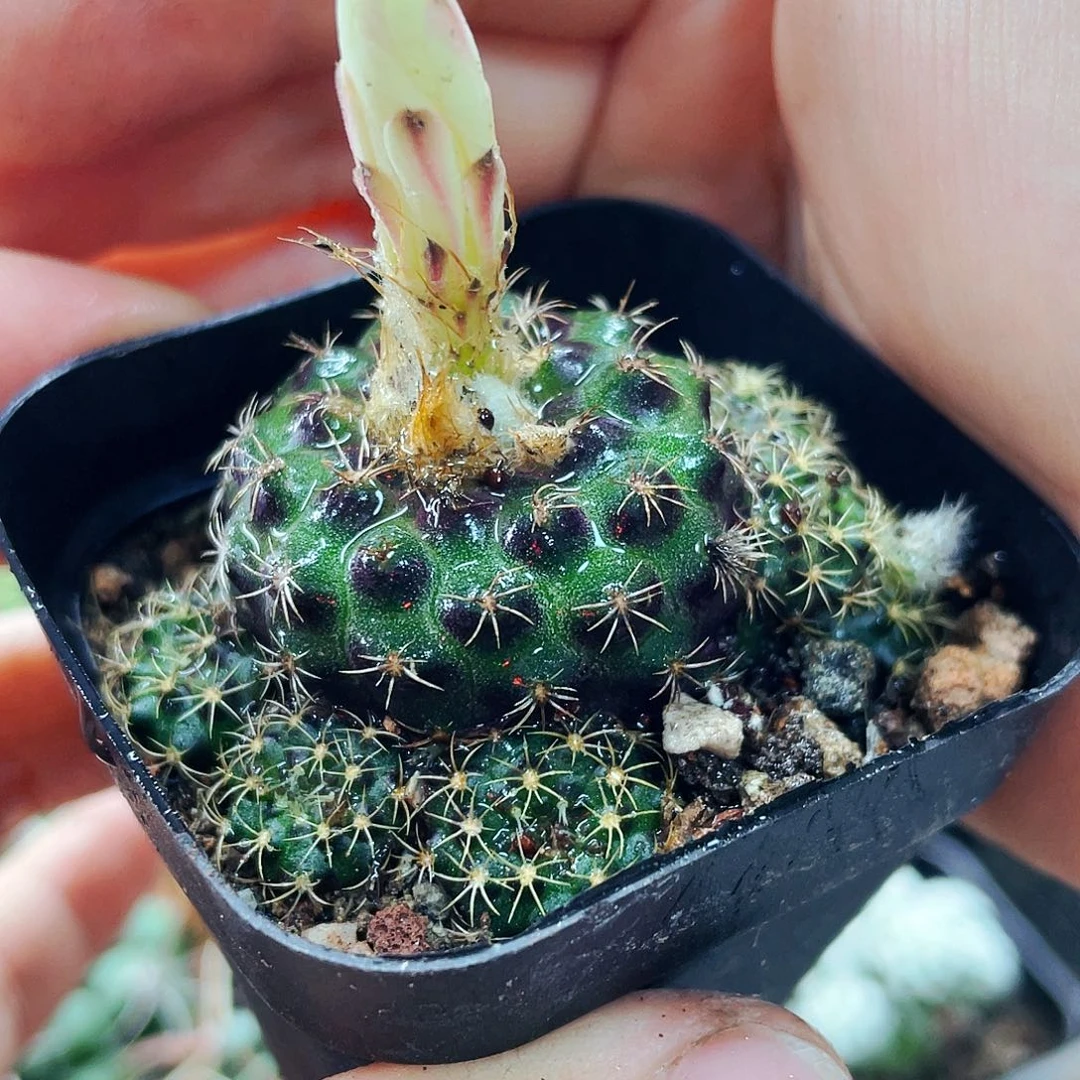 量拍仙人球仙人球仙人球