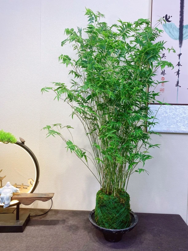 【顺丰快递】植迷室内绿植翡翠观音竹