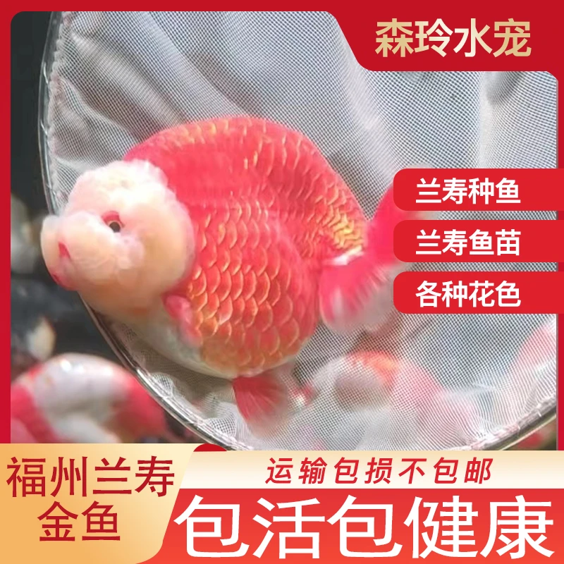 森哥养定的兰寿金鱼 包损不包邮