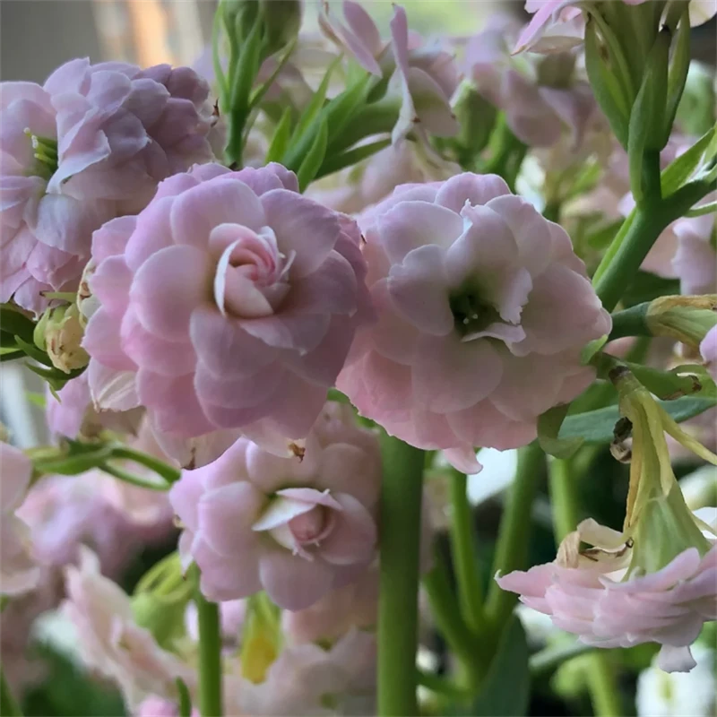 【海豚】~稀有重瓣大花苞长寿110杯