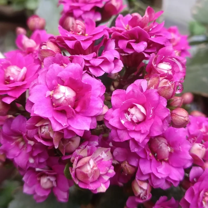 130大杯【紫鸢】~稀有重瓣大花苞长寿