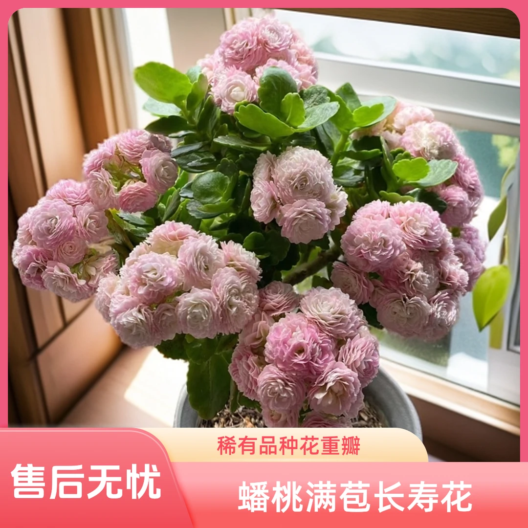 必买【蟠桃】~稀有重瓣超大花苞超大花长寿