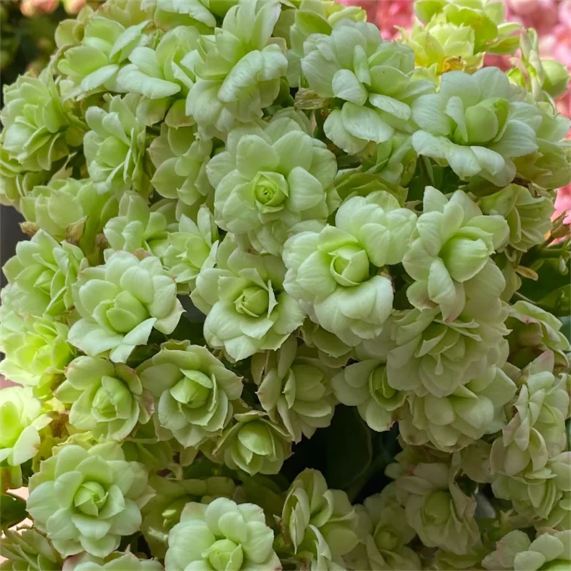 130大盆【绿巴黎】~稀有重瓣大花苞