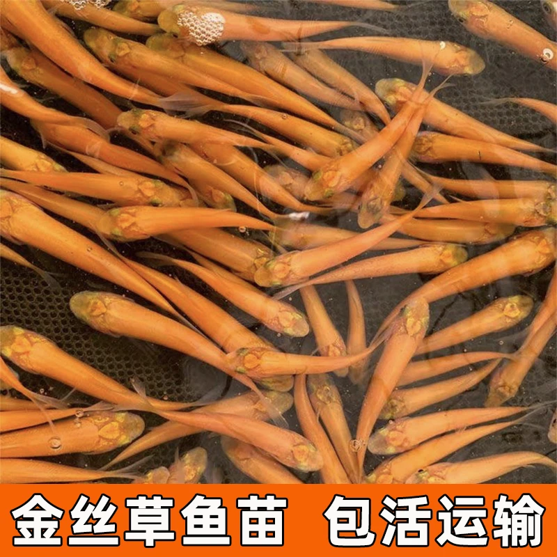 金丝草鱼苗 俄罗斯金草鱼苗 金丝鲩鱼苗3-12公分广东养殖渔场批发