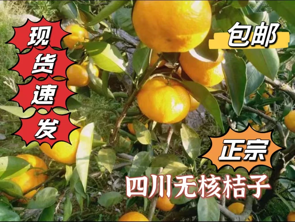 正宗四川新鲜青皮蜜桔当季农户多汁薄皮水果蜜桔无核青皮无核桔子