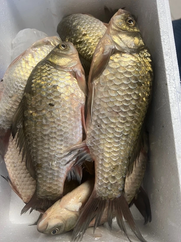 于桥水库野生鲫鱼6斤顺丰