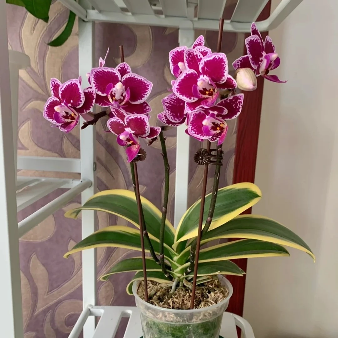 3寸《金边蔓越莓》蝴蝶兰3寸杯苗子发货【满30元发货】